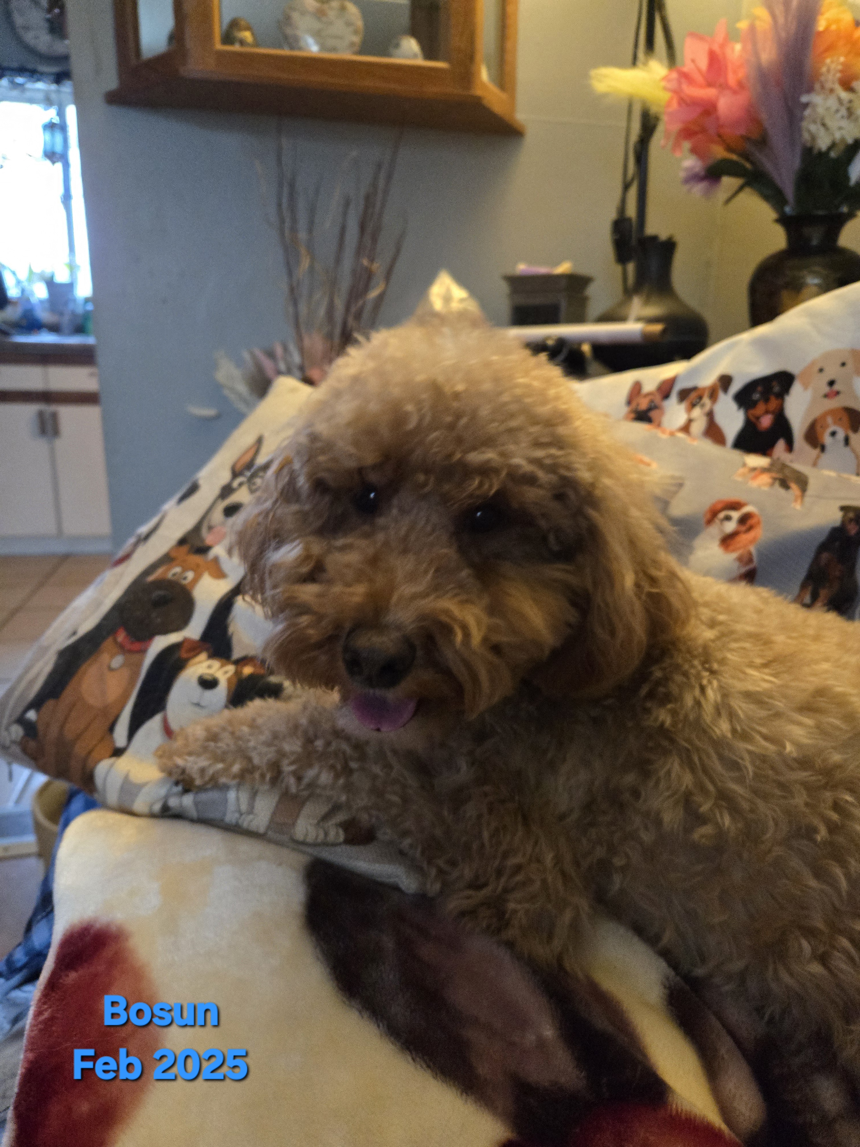 Dog cared for by Gucci Goo